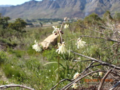 Knowltonia anemonoides