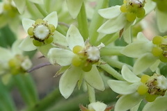 Xysmalobium involucratum