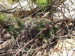 Knowltonia anemonoides