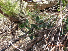 Knowltonia anemonoides