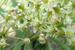 Xysmalobium involucratum