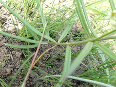 Xysmalobium involucratum