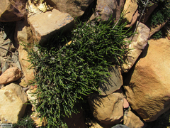 Lachnaea elsieae