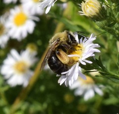 Melissodes dentiventris