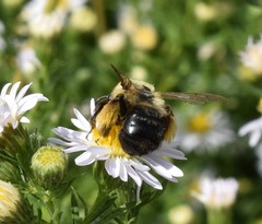 Melissodes dentiventris