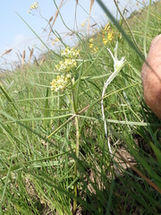 Xysmalobium involucratum