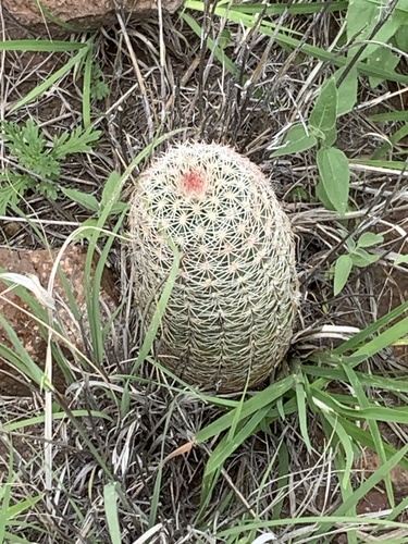 Texas Hedgehog Cactus