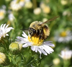 Melissodes dentiventris