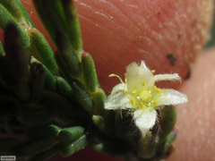 Lachnaea elsieae