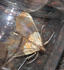 Agrotera nemoralis