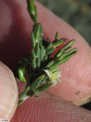 Lachnaea elsieae