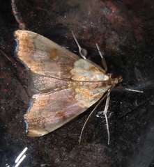 Agrotera nemoralis