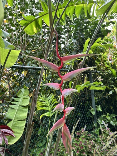 Heliconia chartacea observed 2025-07-06