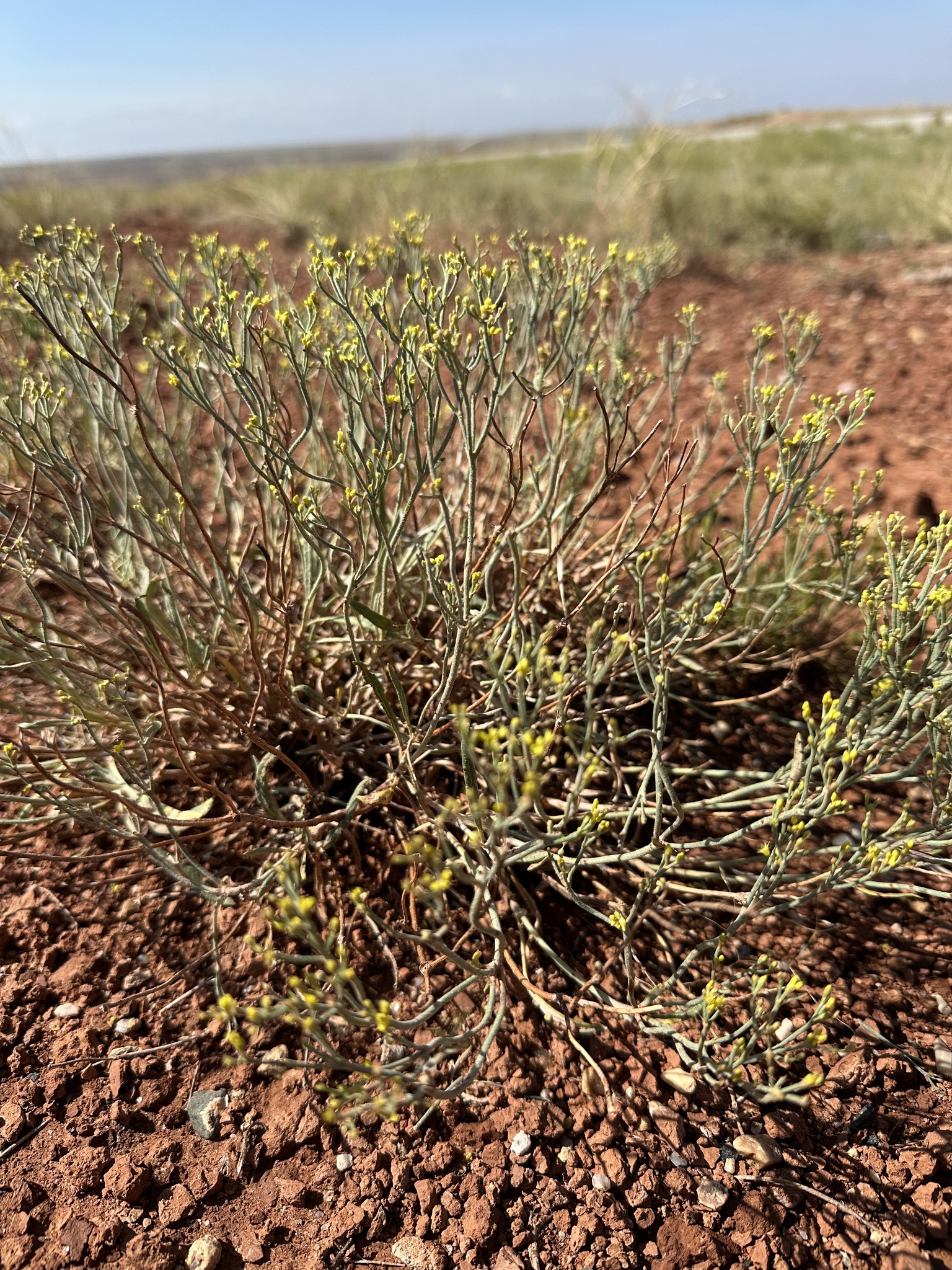 Eriogonum brevicaule var. micranthum