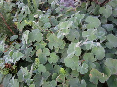 Pelargonium tomentosum