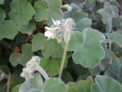 Pelargonium tomentosum