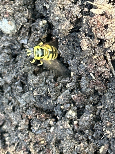 Unknown species found near Airport Rd, Emmett, ID, US