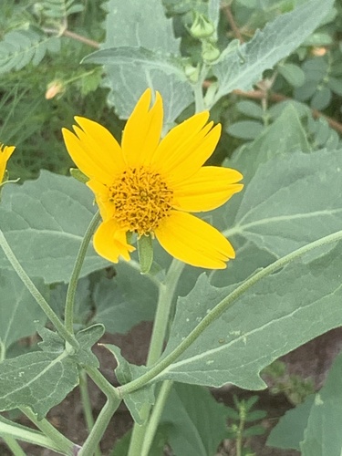 cowpen daisy