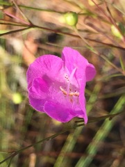 Agalinis setacea