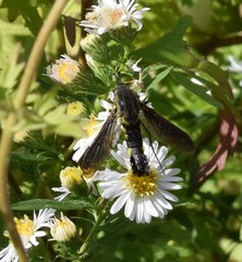 Lepidophora lepidocera