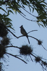 Ptiliogonys cinereus