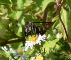Lepidophora lepidocera
