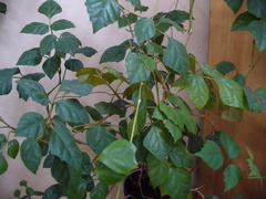 Cissus rhombifolia