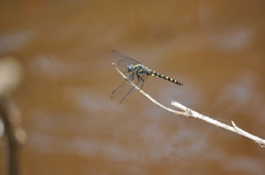 Onychothemis testacea