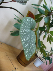 Begonia maculata
