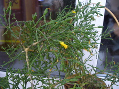 Hatiora salicornoides