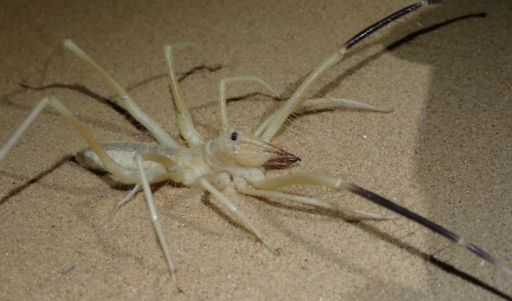 Galeodopsis cyrus