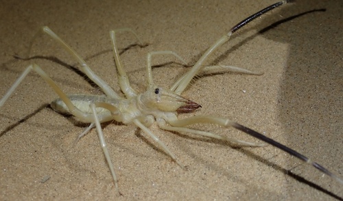 Galeodopsis cyrus