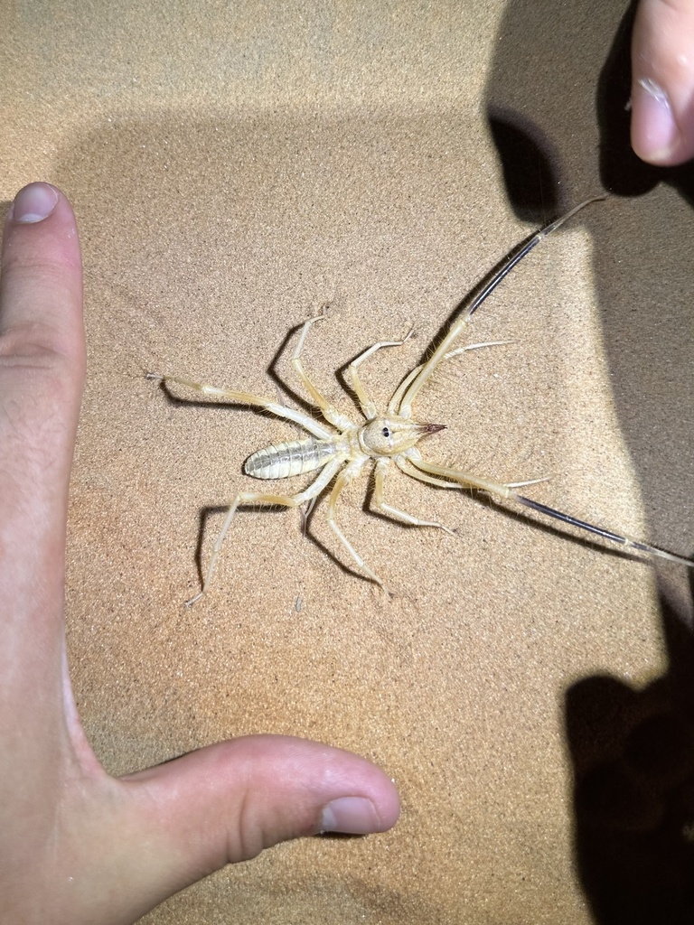 Galeodopsis