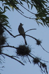 Ptiliogonys cinereus