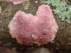 Byssomerulius psittacinus