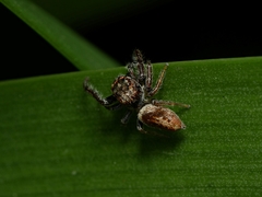 Opisthoncus parcedentatus