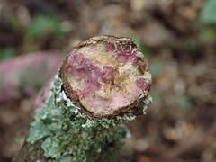 Byssomerulius psittacinus