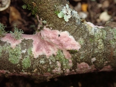 Byssomerulius psittacinus