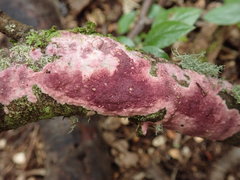 Byssomerulius psittacinus