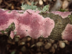 Byssomerulius psittacinus