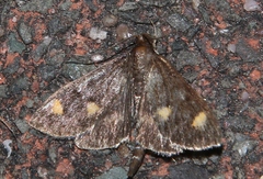 Ostrinia quadripunctalis