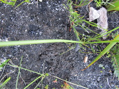 Bobartia macrospatha macrospatha