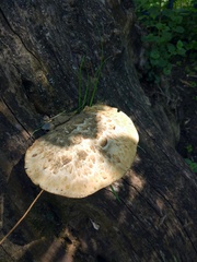 Cerioporus squamosus