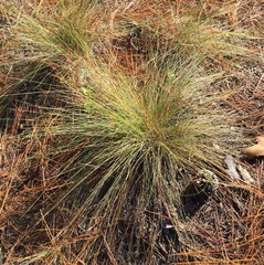 Aristida stricta