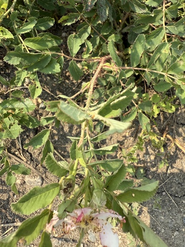 prairie rose