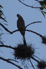 Ptiliogonys cinereus