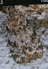 Scoparia basistrigalis