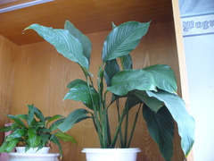 Spathiphyllum cannifolium