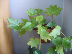 Begonia manicata