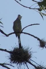 Ptiliogonys cinereus